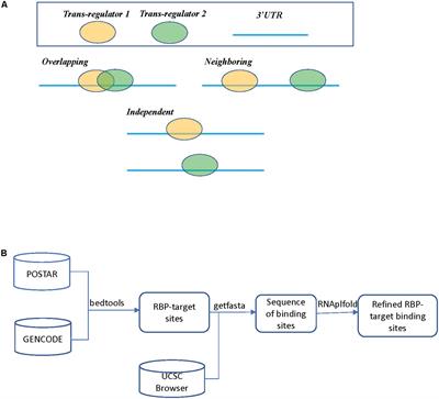 Frontiers | A Survey Of Regulatory Interactions Among RNA Binding ...